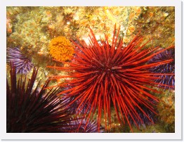 IMG_1305 * Red, Purple and Black Urchins, Feather Duster Worm * 3264 x 2448 * (2.89MB)